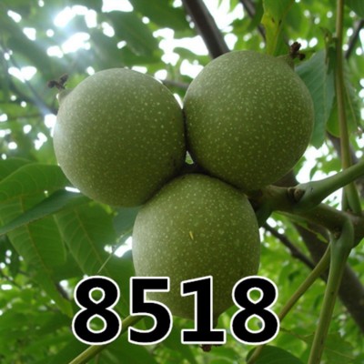 核桃果树苗苗薄皮树苗8518嫁接苗南方北方种植盆栽地栽果树苗