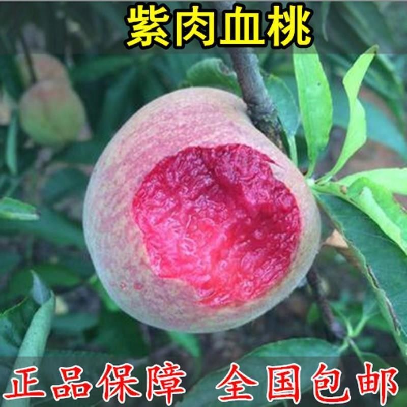 嫁接紫肉血桃树苗黑桃皇后桃树苗南北方种植地栽盆黄桃当年结果苗