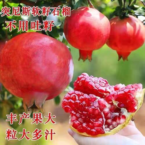突尼斯软籽石榴树苗特大果苗盆栽庭院种植不用吐籽粒大多汁