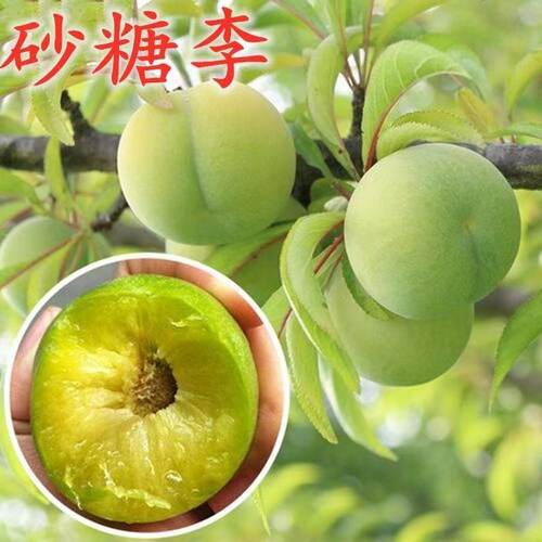 砂糖李子树苗嫁接特大果树苗盆栽地栽庭院当年结果买一送一