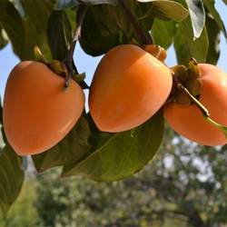 富平尖柿子树苗 嫁接可做柿饼盆栽地栽南北方种植当年结果 果树苗