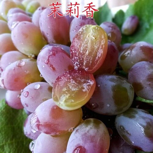 茉莉香葡萄苗新品种当年结果无籽葡萄树苗南方北方种植盆栽地栽苗