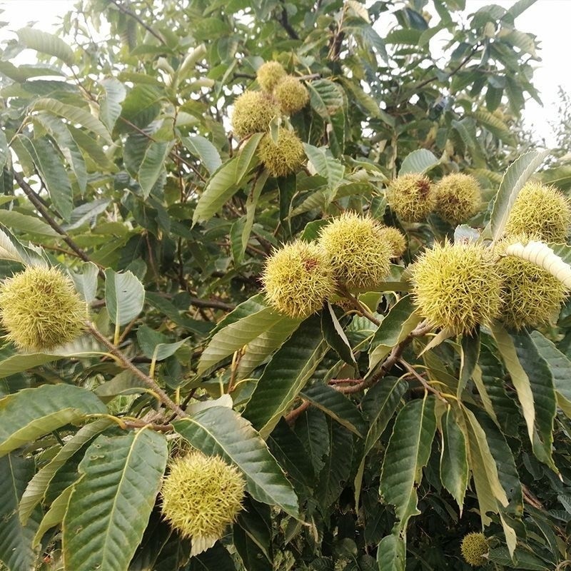 板栗苗嫁接节节红板栗树苗栗子树当年结果南北方种植盆栽地栽