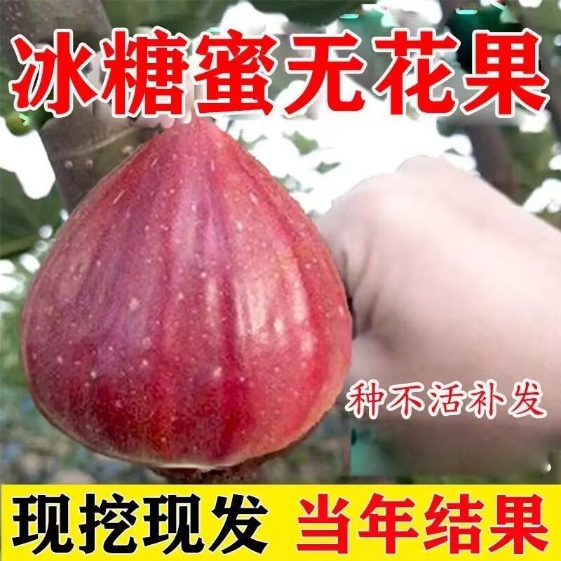 无花果树苗早熟特大新品种盆栽地栽耐寒矮化南方北方种植当年结果