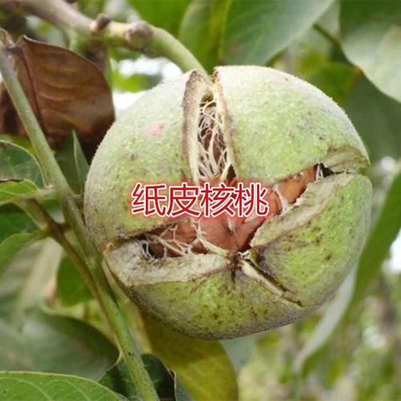 核桃树苗薄皮纸盆栽地南北