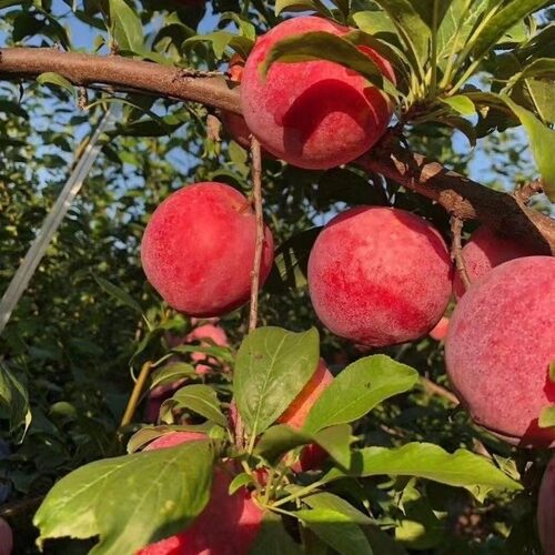 李子树苗新品种嫁接红布林