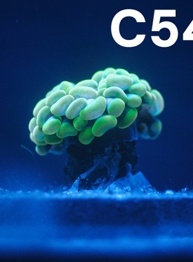 人工分枝双头天花板金榔头(金豆子)【图片仅供参考】海缸珊瑚