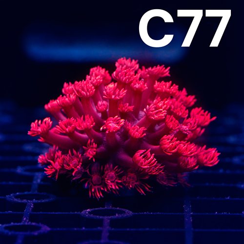 珊瑚检疫放心路损退款