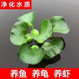 水葫芦浮萍蜈蚣草等各种水草净化水质鱼缸水生植物养鱼养龟造景水