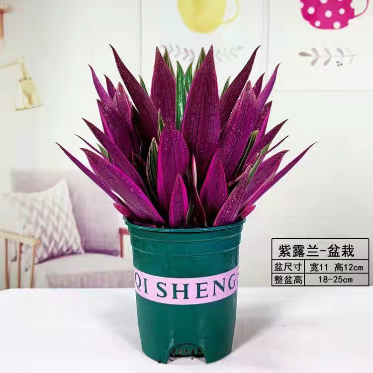 油画婚礼紫露兰盆栽吊兰水培土培花卉好养植物四季常青客厅小绿植