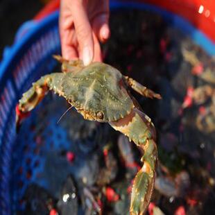 新品当天海捕鲜活大花蟹海鲜水产新鲜赤甲红冷冻冰鲜石头蟹花盖蟹