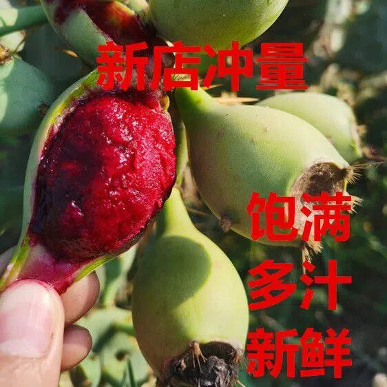 海南仙人掌果新鲜绿皮红心果肉中大果采摘基地仙人掌果实坏果包赔