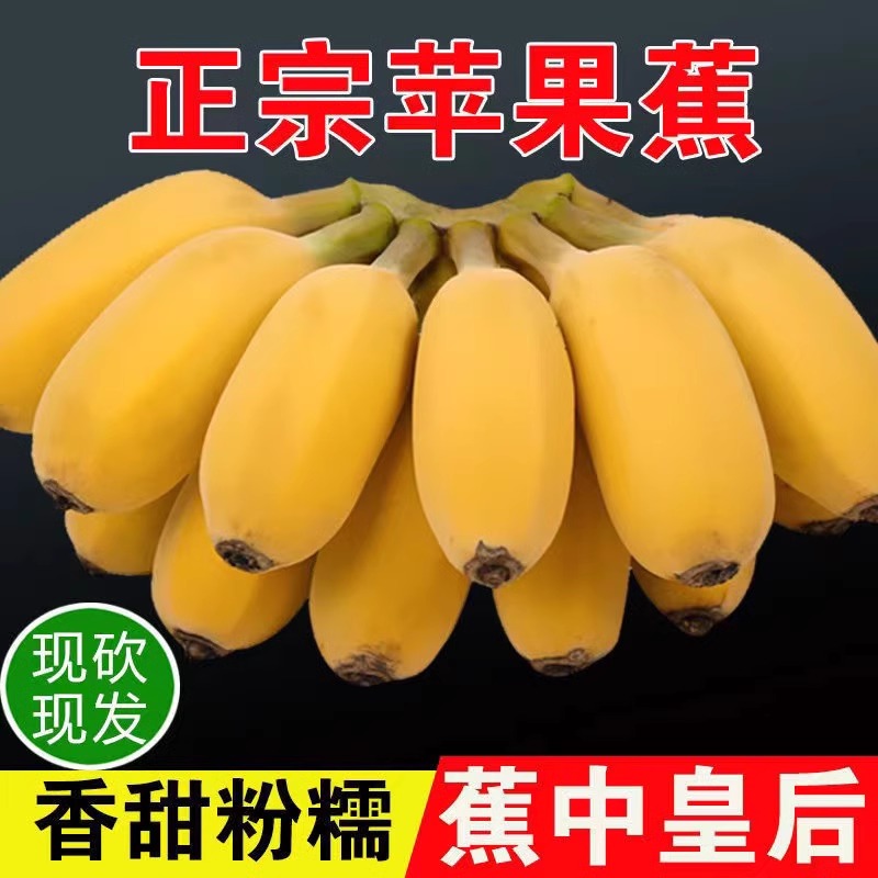 正宗苹果蕉新鲜香蕉粉糯孕妇水果芭蕉米蕉绿甜蕉自然熟苹果蕉香蕉