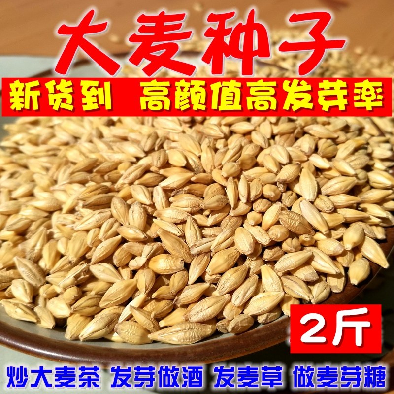 2斤新农家带壳生大麦粒做麦芽糖大麦苗榨汁炒大麦茶酿酒麦子