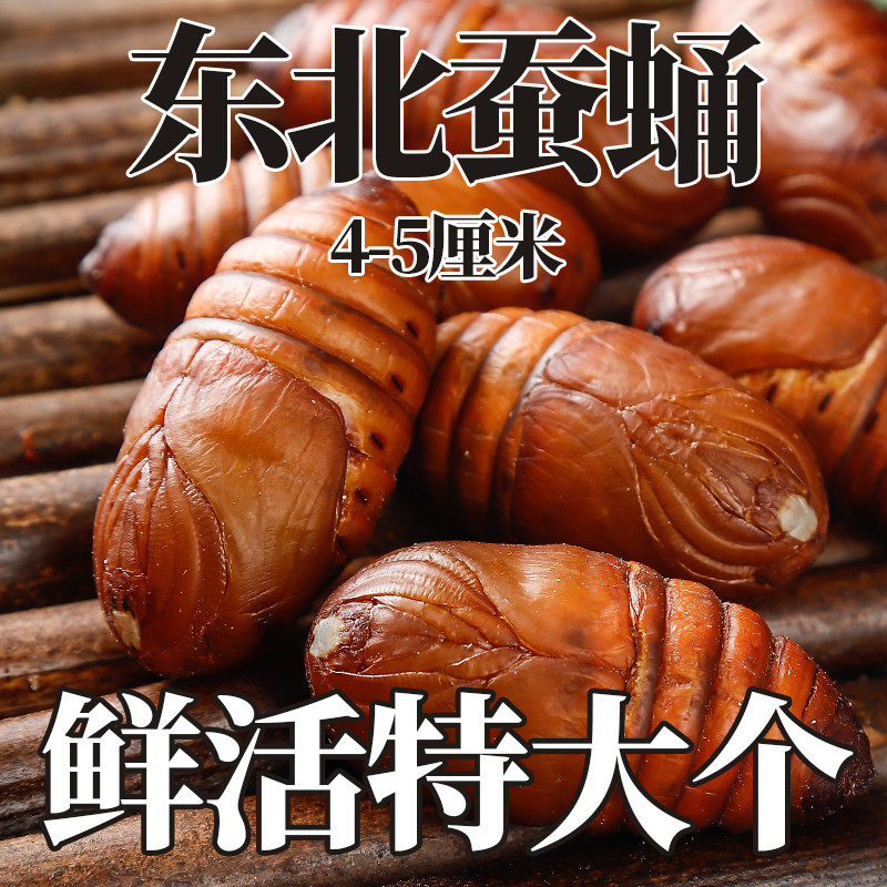 东北特产活蚕蛹新鲜蝉蛹大柞蚕蛹茧蛹鲜活黄食补高蛋白500克包邮