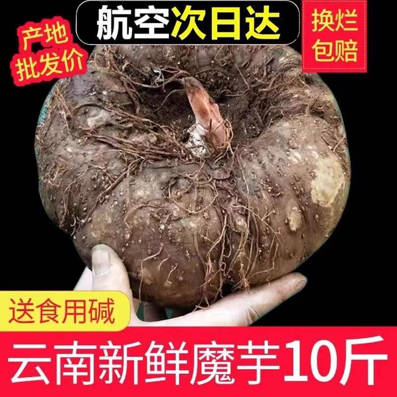魔芋新鲜10斤云南大魔芋生魔芋现挖正宗农家自种花魔芋头豆腐原料