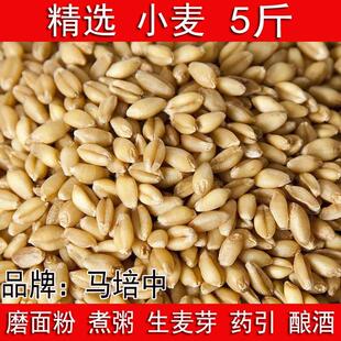 5斤带皮小麦粒食用磨面药引发芽苗草做麦芽糖榨汁酿酒原味麦子1斤