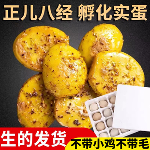 新鲜实蛋寡蛋孵化8天旺鸡蛋夜市摆摊烧烤非毛鸡蛋生的40枚送蘸料
