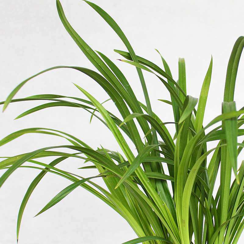 雪美人 兰花苗盆栽四季兰草名贵浓香花苞室内阳台建兰花卉绿植