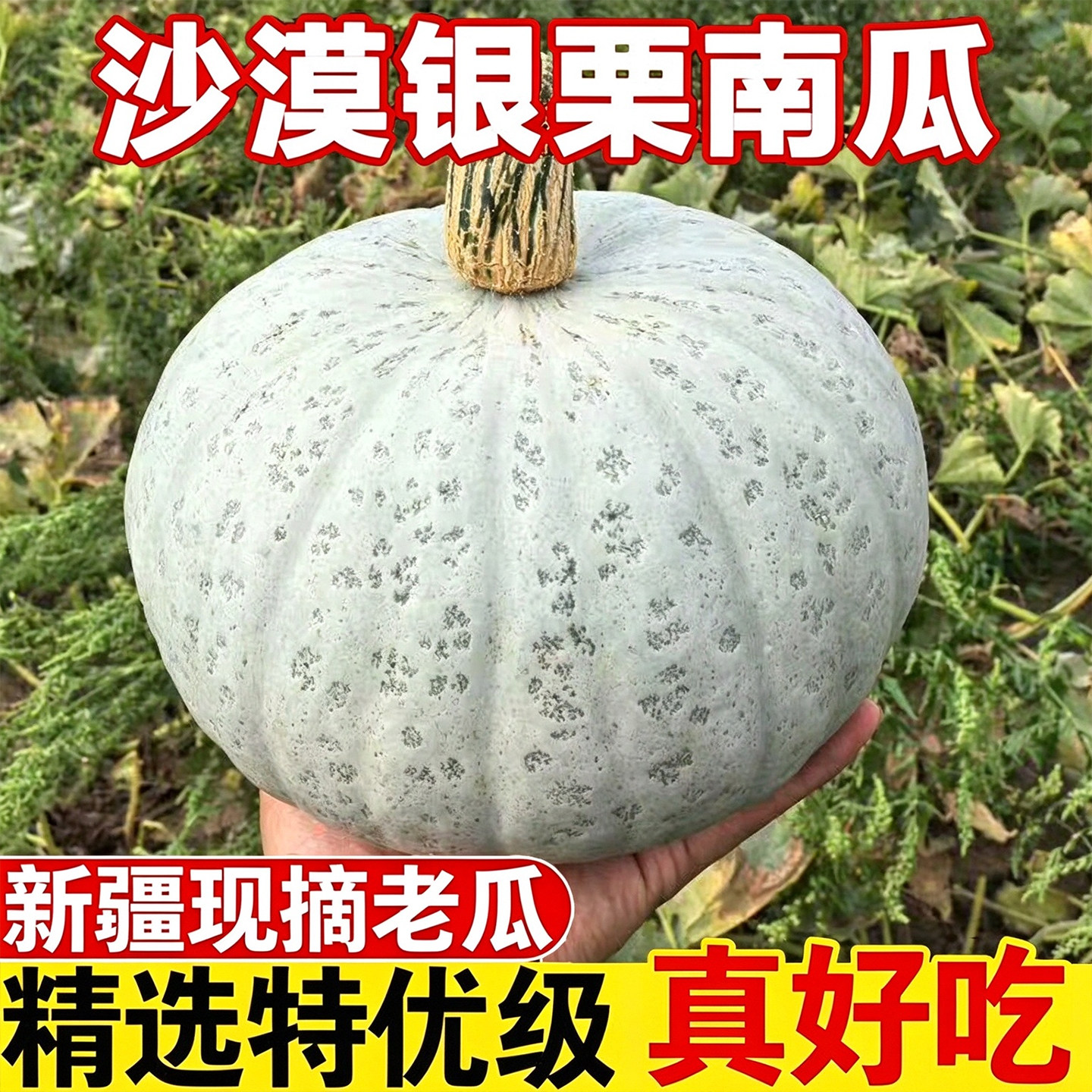 正宗新疆银栗南瓜粉面