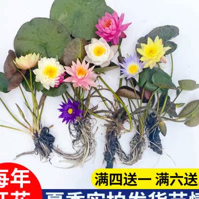 耐寒睡莲花苗池塘假山水池水培植物睡莲带花苞四季开花大睡莲根块