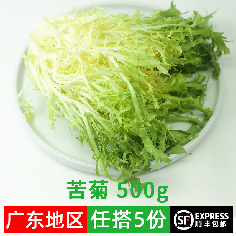 新鲜苦菊生菜500g黄心苦叶生菜即食蔬菜沙拉食材黄九芽狗芽菜苦苣