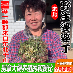 东北特产婆婆丁野生山菜蒲公英家庭蔬菜现挖现发蘸酱菜新鲜包邮