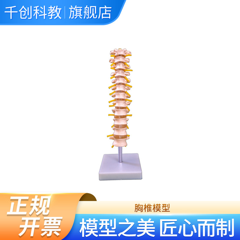 模拟人教育胸椎模型人体模型解剖模型教育模型医学演示人体脊椎模型医学教学用具科学实验演示用品,文具电教/文化用品/商务用品,模拟人,淘宝优惠券,粉丝福利购,淘宝优惠卷