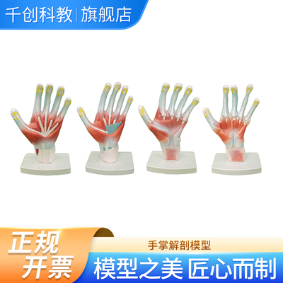 手掌解剖模型 4件完整展示手掌由浅层到深层详细解剖层次结构清晰医学教学解剖示教临床训练专用教具