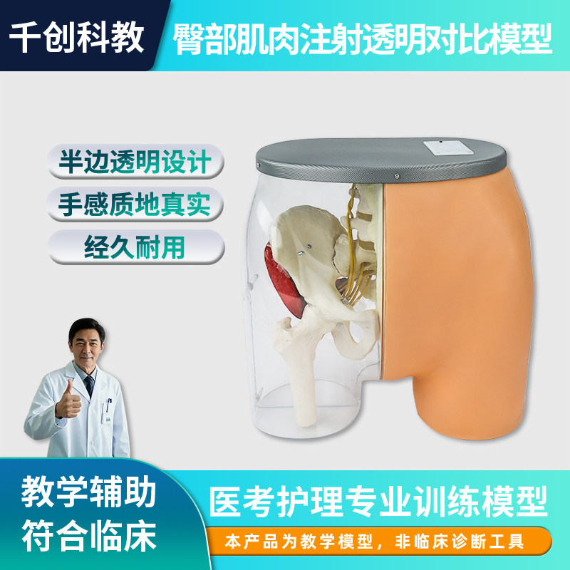 臀部肌肉注射透明对比模型半边透视神经血管髂嵴大转子触诊红绿灯光报警系统塑胶弹性体耐穿刺护理教学教具