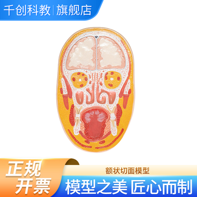 额状切面模型自然大1部件带底座显示头部正中矢状切额状切头中前部断层结构医学教学解剖教具