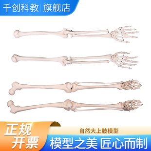 自然大上肢模型 含肱骨桡骨尺骨手骨腕骨掌骨指骨 左右肢均可单独提供 医学教学解剖示教临床必备教具