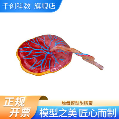 胎盘附脐带模型放大展示 护士学校医学院教学用 胎盘脐带动静脉血管羊膜绒毛膜母体面胎儿面分娩教学直观教具