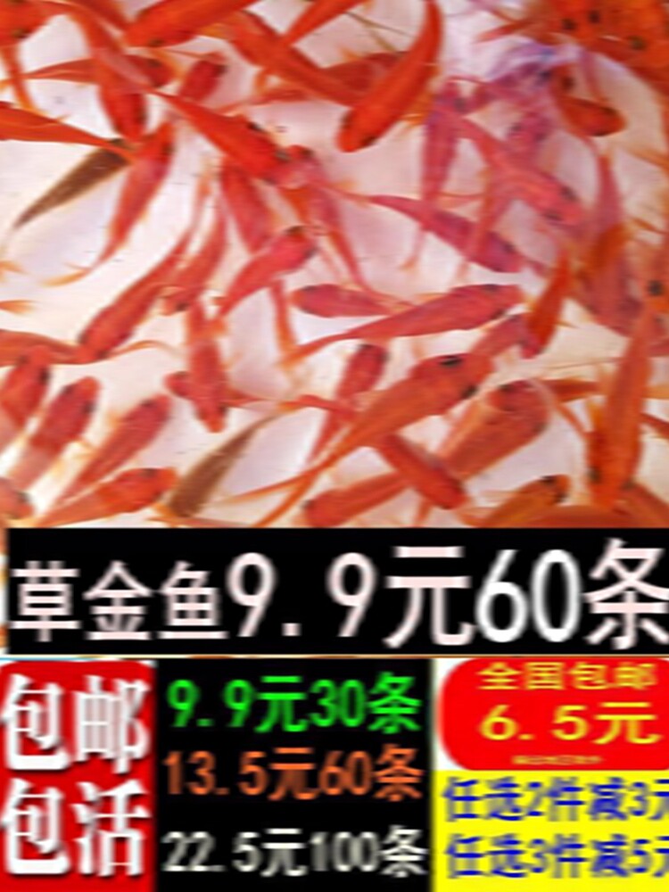 草金鱼活体观赏鱼冷水锦鲤小金鱼活鱼龙睛蝶尾鱼闯缸鱼饲料鱼包邮