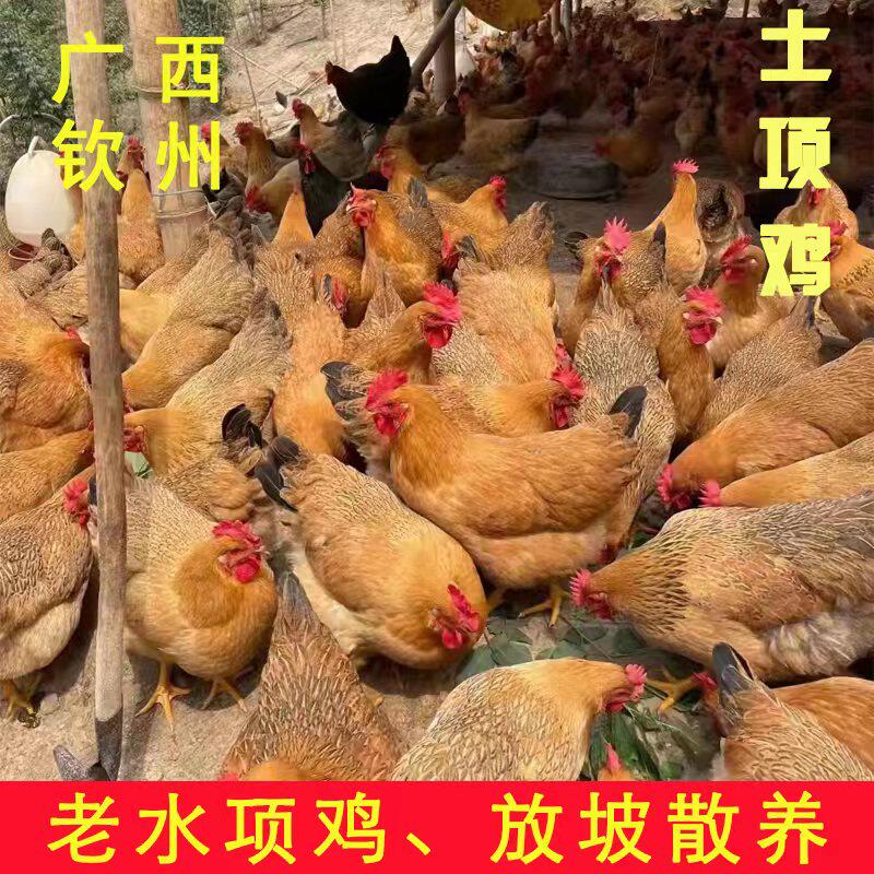 潼乡人广西正宗灵山正土项鸡月子鸡2.8-3.5斤/只现拍现发真空包装