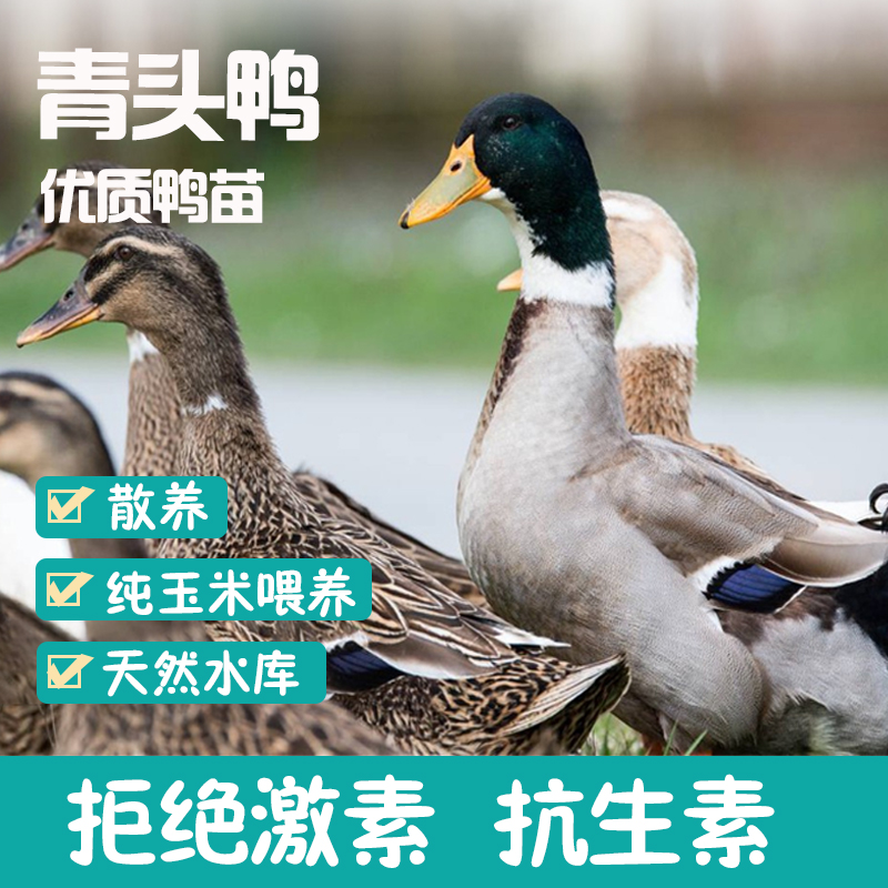 潼乡人广西北部湾青头海鸭麻鸭净重4.0-4.5斤/只 生态散养新鲜真