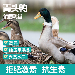 潼乡人广西北部湾青头海鸭麻鸭净重4.0-4.5斤/只 生态散养新鲜真