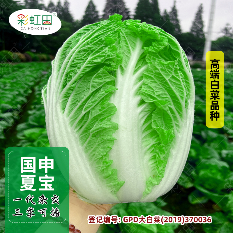 耐热大白菜种子蔬菜大白菜种籽四季种孑菜籽秋季冬季夏季山东大田