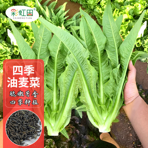 油麦菜菜籽大全彩虹田四季
