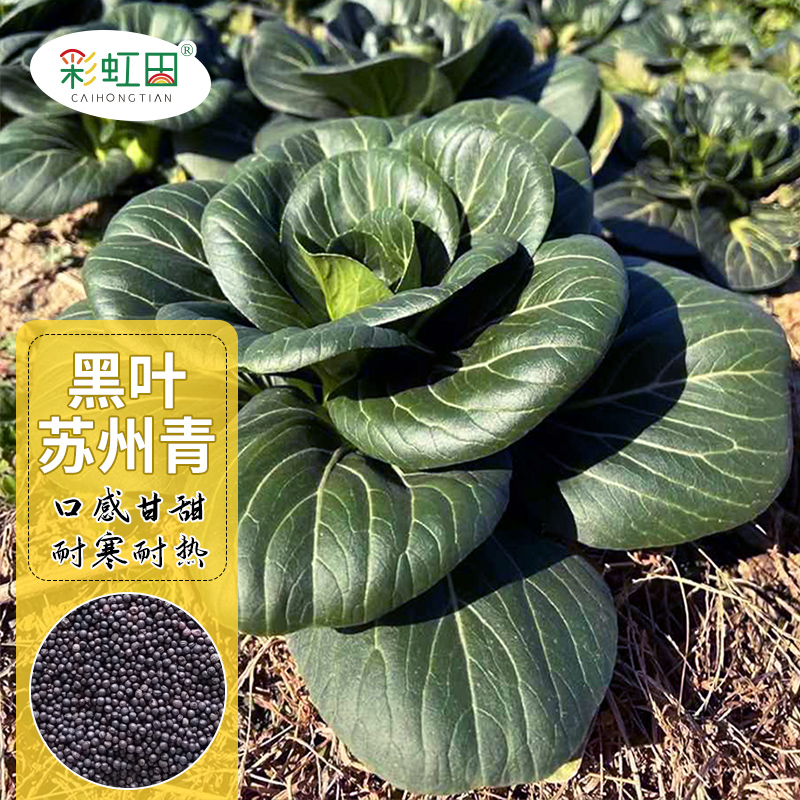 黑叶矮箕苏州青种籽油菜种子