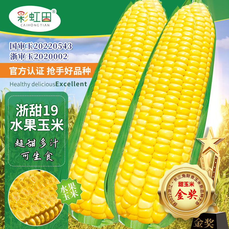 超甜水果玉米种子浙甜玉米19