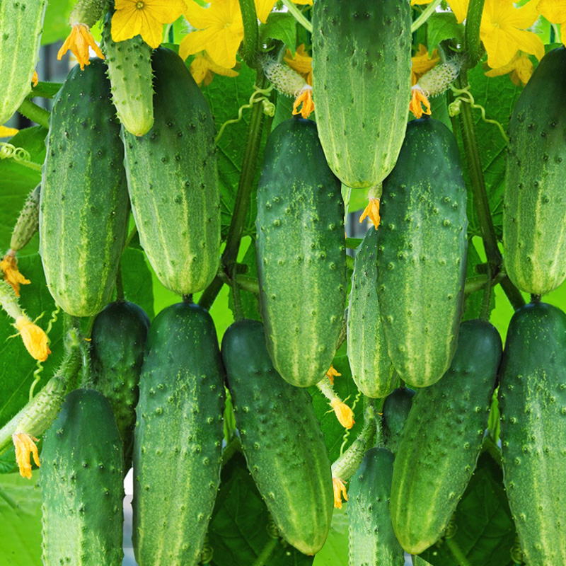 旱黄瓜种子高产四季农家