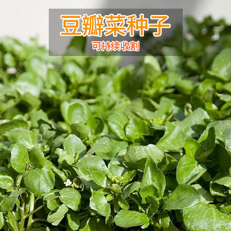 好吃豆瓣菜种子连续收割西洋菜春夏四季盆栽水生野菜种籽蔬菜种孑