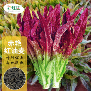 赤艳红油麦菜种子四季 米香莜麦菜种籽苦生菜春秋阳台盆栽蔬菜种孑