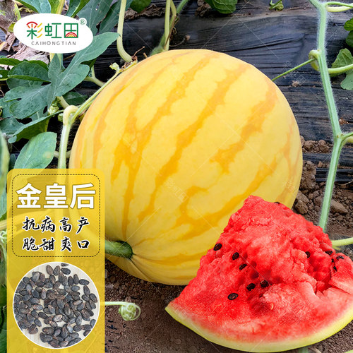 黄皮红壤西瓜种孑早熟四季