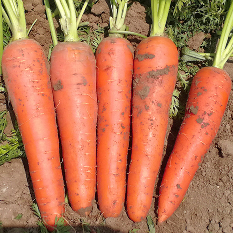 日本三红胡萝卜种子高产秋四季紫黄水果萝卜种籽五寸蔬菜种孑大全