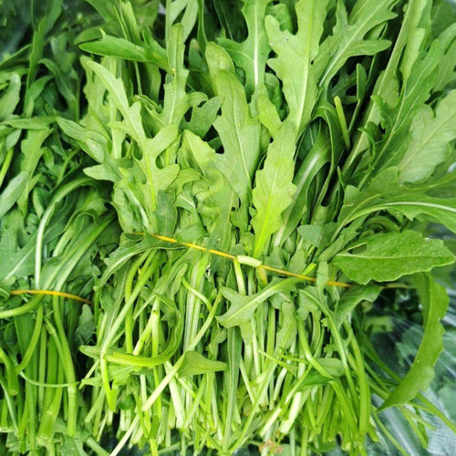 意大利进口芝麻菜种子四季