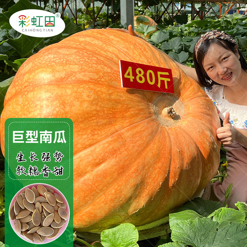 美国巨型南瓜种子特大南瓜种籽高产抗病四季观赏食用蔬菜种孑大全