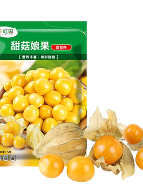 东北姑娘果种子黄菇娘种籽