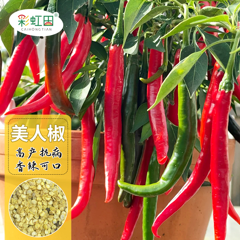 高产美人椒种子青红辣椒种籽四季